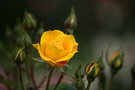 Bernhard Saalfeld - DSC01888 -1